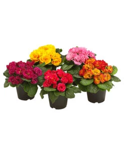 Gefüllte Primel, Verschiedene Sorten