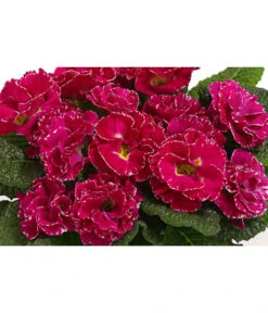 Gefüllte Primel, Verschiedene Sorten 23 Gefüllte Primel, Verschiedene Sorten -Ecopots Garten Geschaft 8261356 WE DE 001 PrimulaGefuelltPrimelT10Herzig