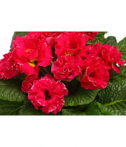 Gefüllte Primel, Verschiedene Sorten 24 Gefüllte Primel, Verschiedene Sorten -Ecopots Garten Geschaft 8261356 WE DE 002 PrimulaGefuelltPrimelT10Herzig