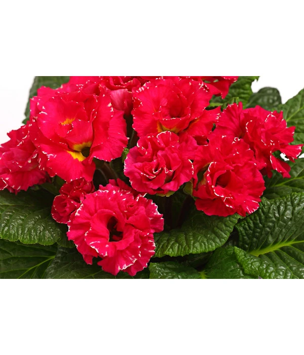 Gefüllte Primel, Verschiedene Sorten 12 Gefüllte Primel, Verschiedene Sorten – Bild 10