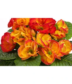 Gefüllte Primel, Verschiedene Sorten 25 Gefüllte Primel, Verschiedene Sorten -Ecopots Garten Geschaft 8261356 WE DE 003 PrimulaGefuelltPrimelT10Herzig