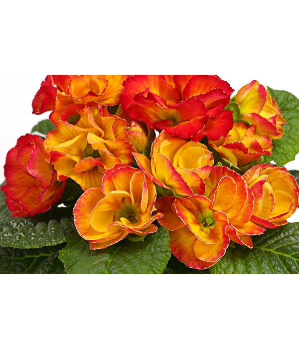 Gefüllte Primel, Verschiedene Sorten 13 Gefüllte Primel, Verschiedene Sorten – Bild 11