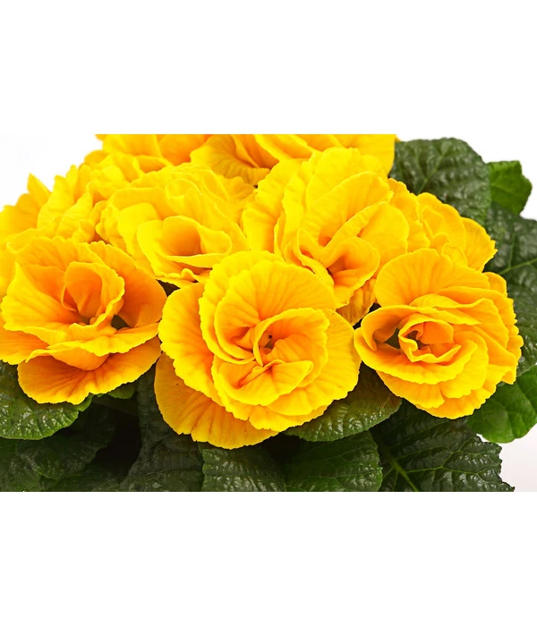 Gefüllte Primel, Verschiedene Sorten 14 Gefüllte Primel, Verschiedene Sorten – Bild 12