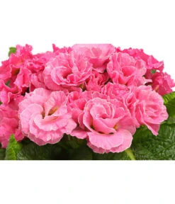 Gefüllte Primel, Verschiedene Sorten 27 Gefüllte Primel, Verschiedene Sorten -Ecopots Garten Geschaft 8261356 WE DE 005 PrimulaGefuelltPrimelT10Herzig