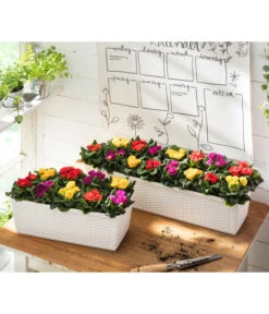 Gefüllte Primel, Verschiedene Sorten 21 Gefüllte Primel, Verschiedene Sorten -Ecopots Garten Geschaft 8261356 WE MO 001 PrimulaVulgarisT10