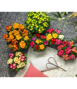 Gefüllte Primel, Verschiedene Sorten 22 Gefüllte Primel, Verschiedene Sorten -Ecopots Garten Geschaft 8261489 WE MO 001 PrimelnPrumulaVulgarisPrimelschaleRotGelbStaengelprimel