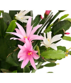 Frühlingskaktus-Duo - Hatiora X Graeseri -Ecopots Garten Geschaft 8263790 PR DE 001 FruehlingskaktusThipsalisTwinT12DehnerExpressHerzig