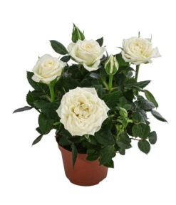 Topfrose - Rosa Chinensis, Verschiedene Sorten 15 Topfrose - Rosa Chinensis, Verschiedene Sorten -Ecopots Garten Geschaft 8265357 WE FS 003 RosenMixMini