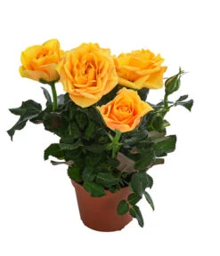 Topfrose - Rosa Chinensis, Verschiedene Sorten 16 Topfrose - Rosa Chinensis, Verschiedene Sorten -Ecopots Garten Geschaft 8265357 WE FS 004 RosenMixMini