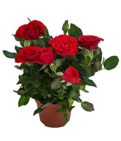 Topfrose - Rosa Chinensis, Verschiedene Sorten 18 Topfrose - Rosa Chinensis, Verschiedene Sorten -Ecopots Garten Geschaft 8265357 WE FS 006 RosenMixMini