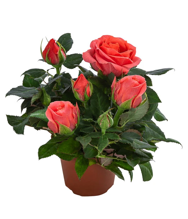 Topfrose - Rosa Chinensis, Verschiedene Sorten 10 Topfrose - Rosa Chinensis, Verschiedene Sorten – Bild 8