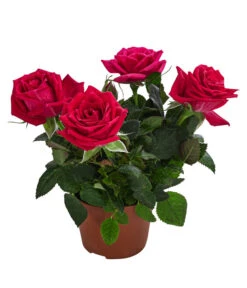 Topfrose - Rosa Chinensis, Verschiedene Sorten 21 Topfrose - Rosa Chinensis, Verschiedene Sorten -Ecopots Garten Geschaft 8265357 WE FS 009 RosenMixMini