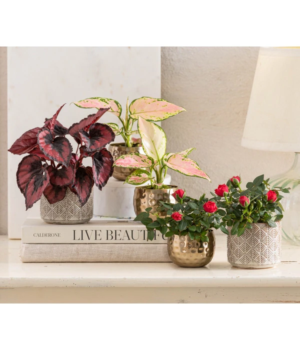 Topfrose - Rosa Chinensis, Verschiedene Sorten 13 Topfrose - Rosa Chinensis, Verschiedene Sorten – Bild 11