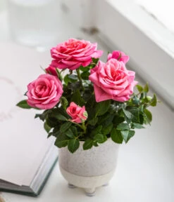 Topfrose - Rosa Chinensis, Verschiedene Sorten 22 Topfrose - Rosa Chinensis, Verschiedene Sorten -Ecopots Garten Geschaft 8265357 WE MO 02 RoseMiniTopfakiko