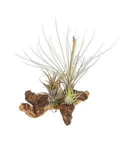 Tillandsien-Arrangement Auf Mopanie-Wurzel - Tillandsia Hybride, 5-teilig