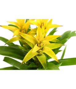 Bromelie - Bromeliaceae, Dreitriebig -Ecopots Garten Geschaft 8276214 PR DE 021 BromeliaTuffMixT14DehnerExpressHerzig