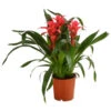 Bromelie - Bromeliaceae, Dreitriebig 1 Bromelie - Bromeliaceae, Dreitriebig -Ecopots Garten Geschaft 8276214 PR FS 001 BromeliaTuffT14DehnerExpressHerzig