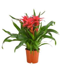 Bromelie - Bromeliaceae, Dreitriebig -Ecopots Garten Geschaft 8276214 PR FS 003 BromeliaTuffMixT14DehnerExpressHerzig