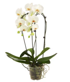 Schmetterlingsorchidee - Phalaenopsis Cultivars 'Cascade', Verschiedene Sorten 15 Schmetterlingsorchidee - Phalaenopsis Cultivars 'Cascade', Verschiedene Sorten -Ecopots Garten Geschaft 8280943 8280901 8253346 8254112 PR FS 001 PhalaenopsisSchmetterlingsorchideeCascade2TrWeiss1
