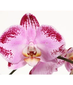 Schmetterlingsorchidee - Phalaenopsis Cultivars 'Cascade', Verschiedene Sorten 19 Schmetterlingsorchidee - Phalaenopsis Cultivars 'Cascade', Verschiedene Sorten -Ecopots Garten Geschaft 8280943 PR DE 001 JuwelPhalaenopsisPinkDancer