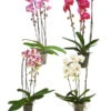 Schmetterlingsorchidee - Phalaenopsis Cultivars 'Cascade', Verschiedene Sorten 2 Schmetterlingsorchidee - Phalaenopsis Cultivars 'Cascade', Verschiedene Sorten -Ecopots Garten Geschaft 8280943 PR FS 001 PhalaenopsisCascadeMixT12
