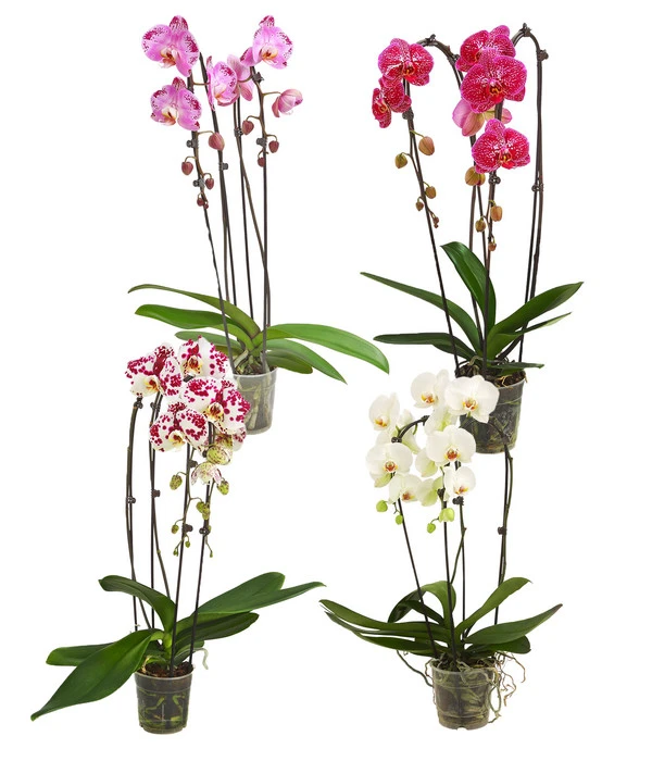 Schmetterlingsorchidee - Phalaenopsis Cultivars 'Cascade', Verschiedene Sorten 3 Schmetterlingsorchidee - Phalaenopsis Cultivars 'Cascade', Verschiedene Sorten