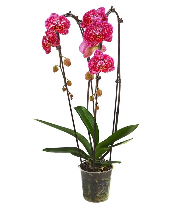 Schmetterlingsorchidee - Phalaenopsis Cultivars 'Cascade', Verschiedene Sorten 5 Schmetterlingsorchidee - Phalaenopsis Cultivars 'Cascade', Verschiedene Sorten – Bild 3
