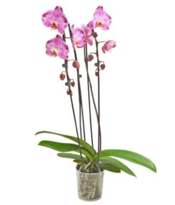 Schmetterlingsorchidee - Phalaenopsis Cultivars 'Cascade', Verschiedene Sorten 14 Schmetterlingsorchidee - Phalaenopsis Cultivars 'Cascade', Verschiedene Sorten -Ecopots Garten Geschaft 8280943 PR FS 001 PhalaenopsisCascadeMix 02