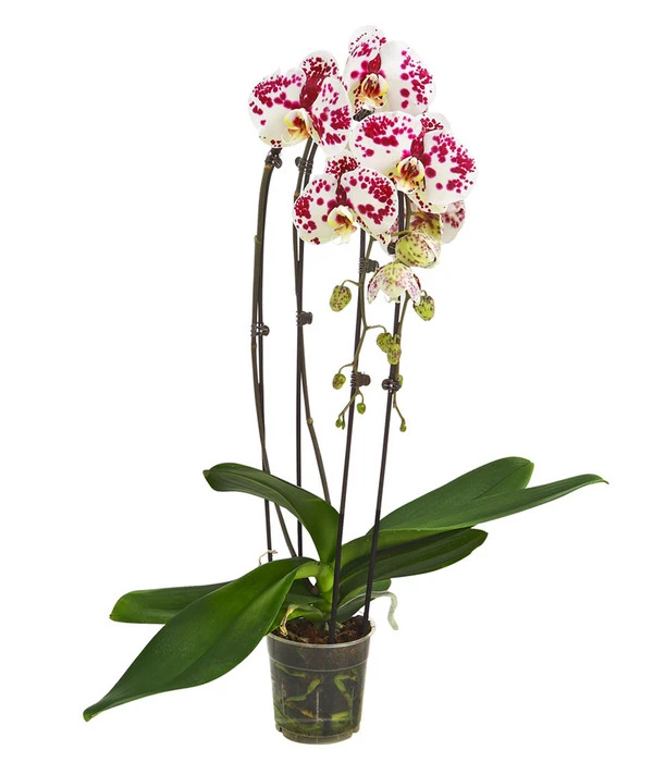 Schmetterlingsorchidee - Phalaenopsis Cultivars 'Cascade', Verschiedene Sorten 4 Schmetterlingsorchidee - Phalaenopsis Cultivars 'Cascade', Verschiedene Sorten – Bild 2