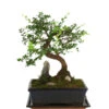 Bonsai Mit Fels In Keramik -Ecopots Garten Geschaft 8283665 WE FS 001 BonsaiMitFelsInKeramik 02