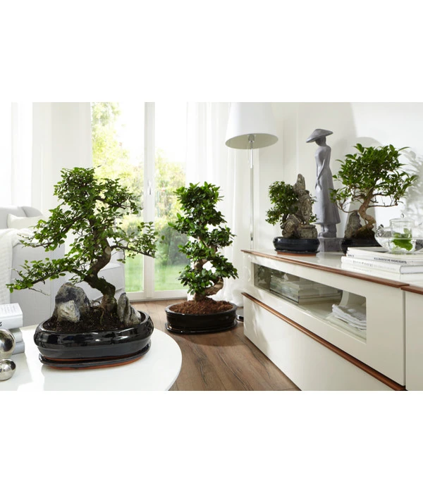 Bonsai Mit Fels In Keramik 4 Bonsai Mit Fels In Keramik – Bild 2