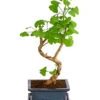 Outdoor-Bonsai Ginkgobaum - Ginkgo Biloba -Ecopots Garten Geschaft 8286254 PR FS 001 GinkoBilobaT20DehnerExpressHerzig