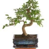 Bonsai Japanische Zelkove - Zelkova Serrata -Ecopots Garten Geschaft 8288789 WE FS 001 BonsaiZelkovaMitUnterschaleSFormT20DehnerExpressHerzig