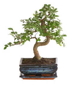 Bonsai Japanische Zelkove - Zelkova Serrata