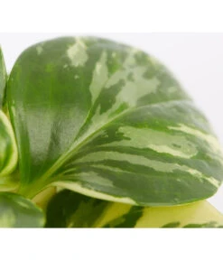 Peperomie - Peperomia Obtusifolia Variegata 'Golden Genua' -Ecopots Garten Geschaft 8290975 PR DE 001 PeperomiaObtusifoliaVariegataBuntT11DehnerExpressZS