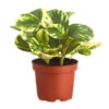 Peperomie - Peperomia Obtusifolia Variegata 'Golden Genua' -Ecopots Garten Geschaft 8290975 PR FS 011 PeperomiaObtusifoliaVariegataBuntT11DehnerExpressZS