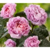 Nostalgie®-Edelrose 'Eisvogel®' 2 Nostalgie®-Edelrose 'Eisvogel®' -Ecopots Garten Geschaft 8294977 PR DE 011 NostalgieEdelroseEisvogelTantau