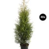 14 Meter Lebensbaum 'Brabant', 40 X Ca. 80-100 Cm -Ecopots Garten Geschaft 8295172 WE FS 001 LebensbaumThujsaOccidentalisBrabant40x