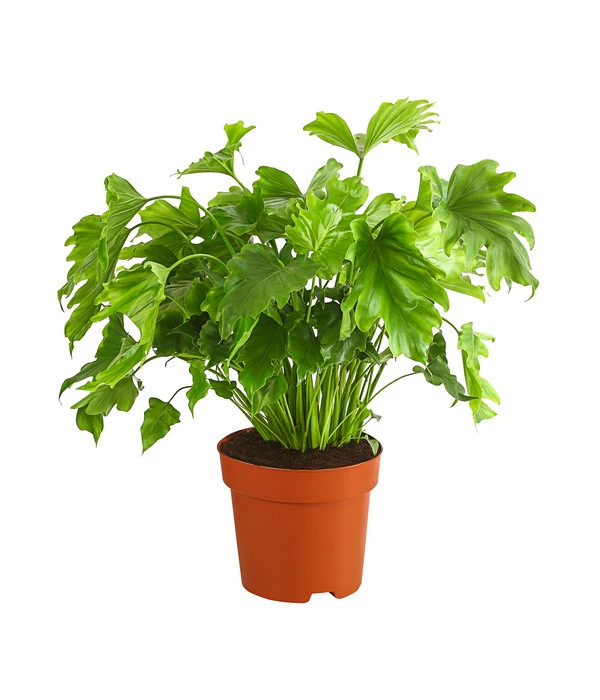 Baumfreund - Philodendron 'Little Hope' 3 Baumfreund - Philodendron 'Little Hope'