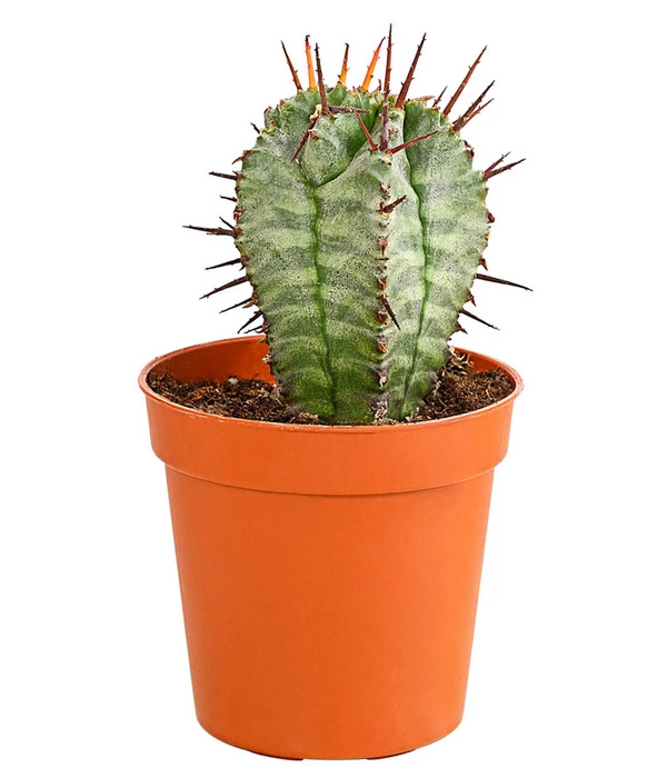 Kaktus - Cactaceae, Verschiedene Sorten 4 Kaktus - Cactaceae, Verschiedene Sorten – Bild 2