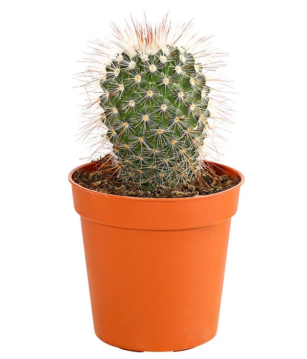 Kaktus - Cactaceae, Verschiedene Sorten 5 Kaktus - Cactaceae, Verschiedene Sorten – Bild 3