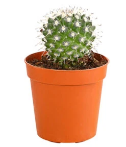 Kaktus - Cactaceae, Verschiedene Sorten 25 Kaktus - Cactaceae, Verschiedene Sorten -Ecopots Garten Geschaft 8297574 PR FS 004 KakteenMixMiniTorroT6DehnerExpressHerzig