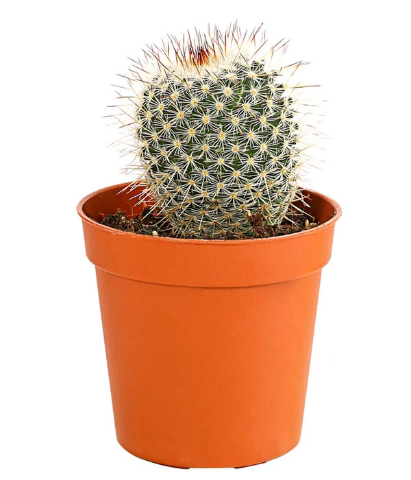 Kaktus - Cactaceae, Verschiedene Sorten 8 Kaktus - Cactaceae, Verschiedene Sorten – Bild 6