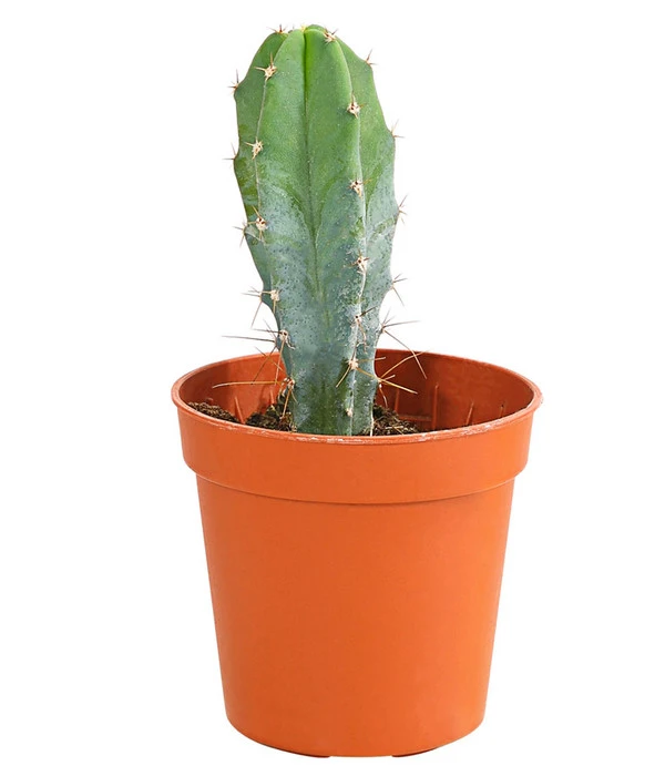 Kaktus - Cactaceae, Verschiedene Sorten 9 Kaktus - Cactaceae, Verschiedene Sorten – Bild 7