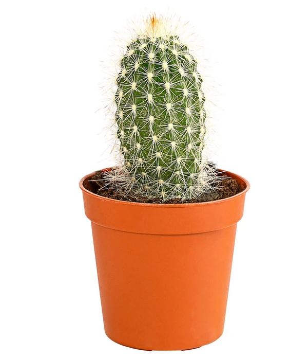 Kaktus - Cactaceae, Verschiedene Sorten 10 Kaktus - Cactaceae, Verschiedene Sorten – Bild 8