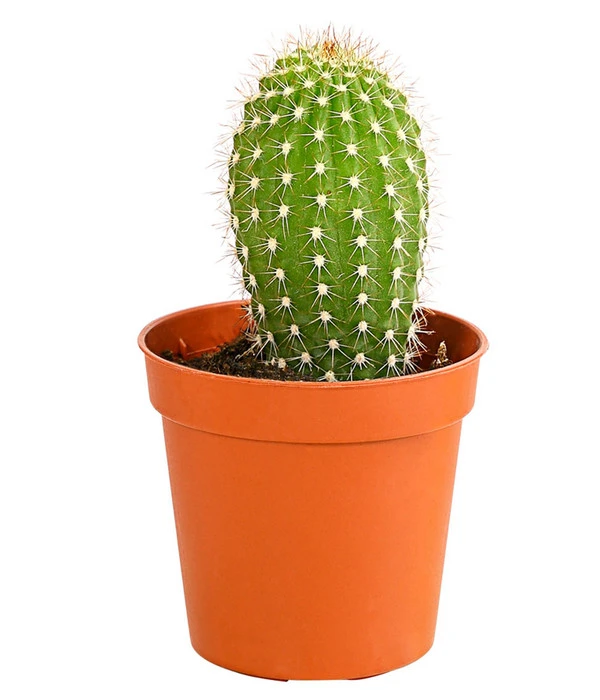 Kaktus - Cactaceae, Verschiedene Sorten 11 Kaktus - Cactaceae, Verschiedene Sorten – Bild 9