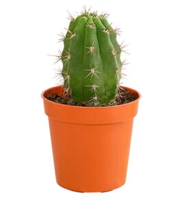 Kaktus - Cactaceae, Verschiedene Sorten 31 Kaktus - Cactaceae, Verschiedene Sorten -Ecopots Garten Geschaft 8297574 PR FS 010 KakteenMixMiniTorroT6DehnerExpressHerzig