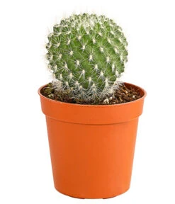 Kaktus - Cactaceae, Verschiedene Sorten 32 Kaktus - Cactaceae, Verschiedene Sorten -Ecopots Garten Geschaft 8297574 PR FS 011 KakteenMixMiniTorroT6DehnerExpressHerzig