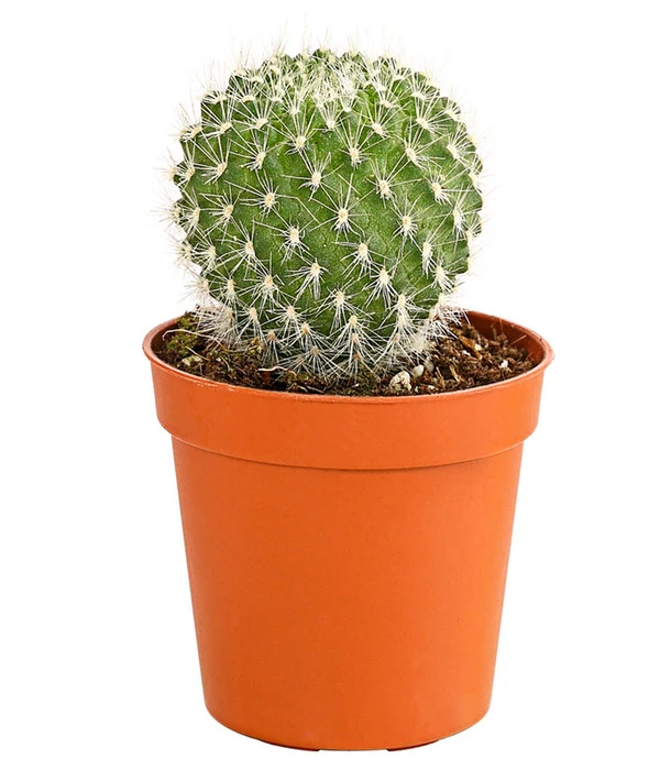 Kaktus - Cactaceae, Verschiedene Sorten 13 Kaktus - Cactaceae, Verschiedene Sorten – Bild 11