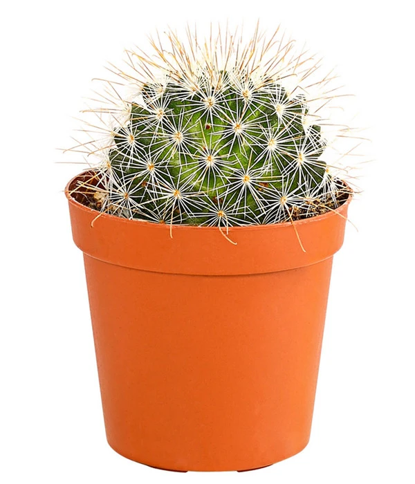 Kaktus - Cactaceae, Verschiedene Sorten 14 Kaktus - Cactaceae, Verschiedene Sorten – Bild 12